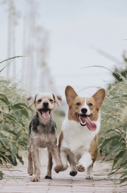 two dogs running on a path with a sign that says, dogs are the best at The parcHAUS at Celina Parkway